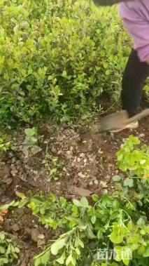 高度60厘米卫矛