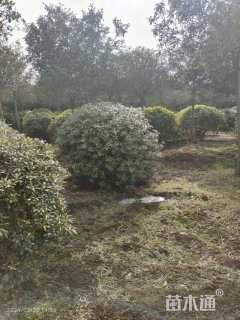 冠幅180厘米海桐球