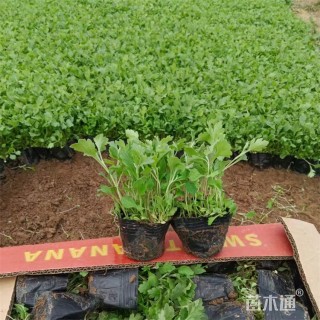 高度17厘米地被菊