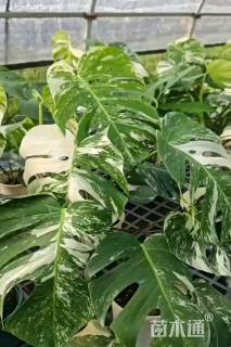 30厘米龟背竹