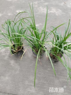 高度40厘米吉祥草