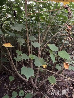 高度250厘米木芙蓉