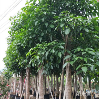 15公分重阳木