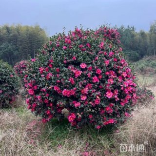 冠幅60厘米茶梅球