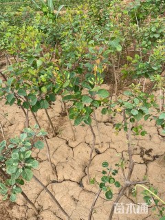 高度150厘米黄栌小苗