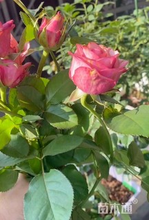 高度38厘米月季