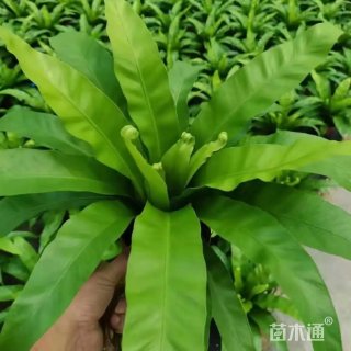 高度30厘米鸟巢蕨