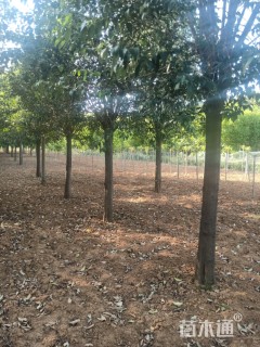 15公分大叶女贞