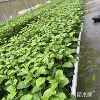 45厘米西番莲