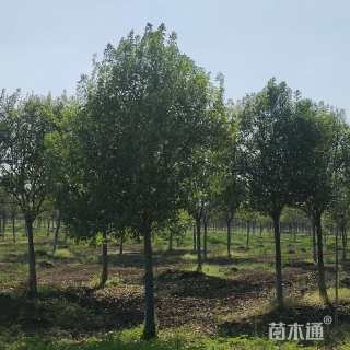 10公分大叶女贞