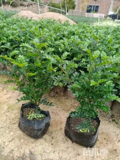 高度25厘米胡椒木