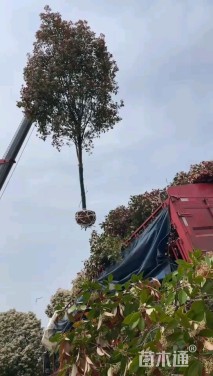 12公分高杆石楠