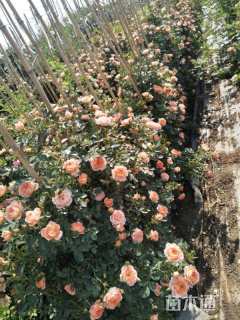 120厘米藤本欧月