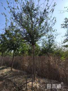 13公分榔榆