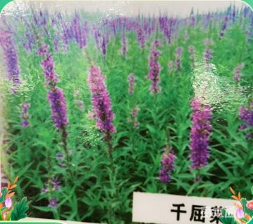 高度5厘米千屈菜