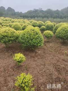 冠幅150厘米金冠女贞球