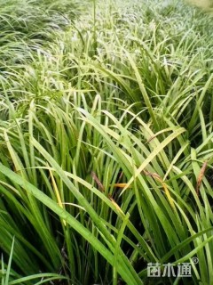 高度30厘米石菖蒲