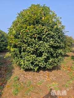 高度350厘米丛生桂花