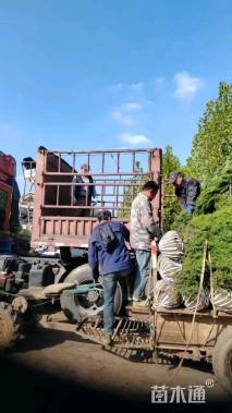 高度120厘米塔柏