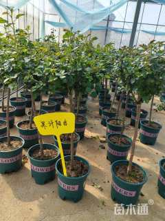 高度80厘米棒棒糖月季