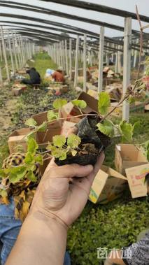 高度10厘米连线草