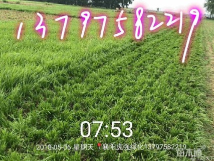 高度15厘米沿阶草