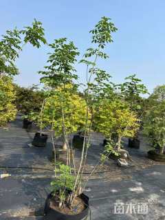 高度150厘米小叶白蜡