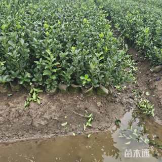 高度45厘米大叶黄杨