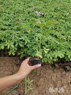 高度15厘米醉蝶花