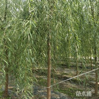12公分垂柳