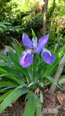 高度30厘米鸢尾