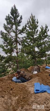 高度500厘米樟子松