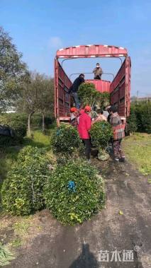冠幅80厘米无刺枸骨球