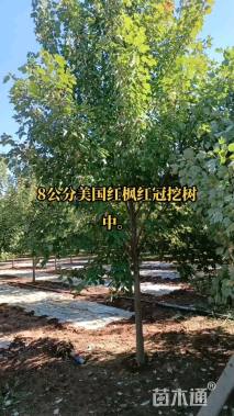 8公分美国红枫