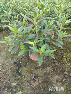 高度25厘米巴西野牡丹