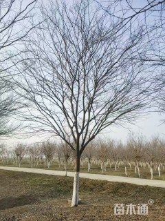 19公分精品地产榉树