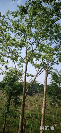 25公分朴树