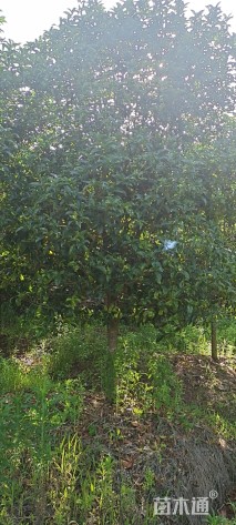 7公分桂花