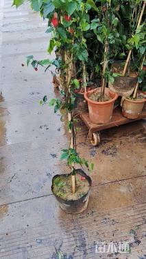 高度150厘米倒挂金钟