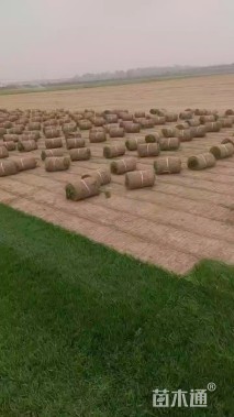 草卷状四季青草坪