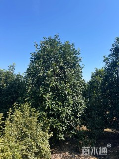 高度300厘米中华石楠