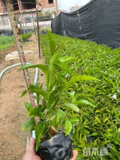 高度20厘米鸳鸯茉莉