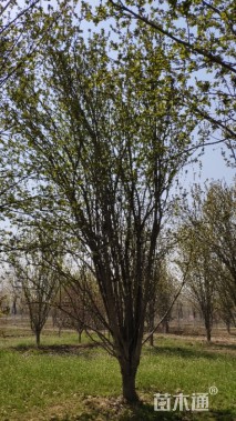 25公分西府海棠