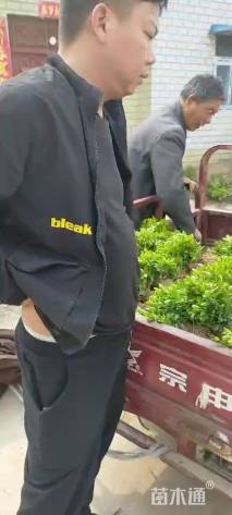 高度10厘米小叶黄杨