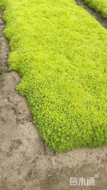 高度30厘米金叶佛甲草