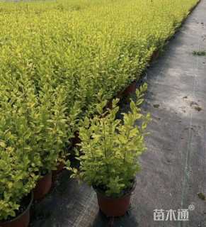 高度30厘米亮金女贞（亮晶女贞）