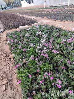 高度10厘米福禄考