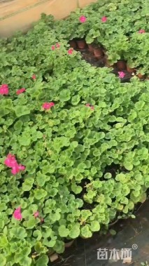 高度20厘米天竺葵