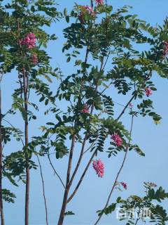 10公分红花槐