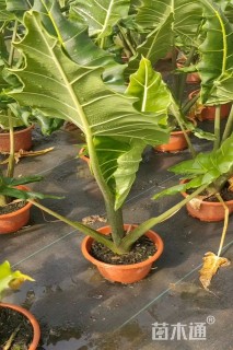 高度60厘米海芋